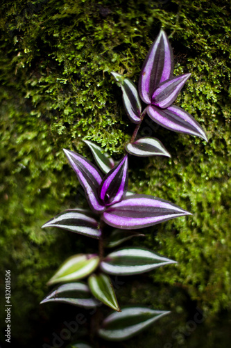 Green and purple leaves grow along a mossy tree, photographed with a close-up macro lens.