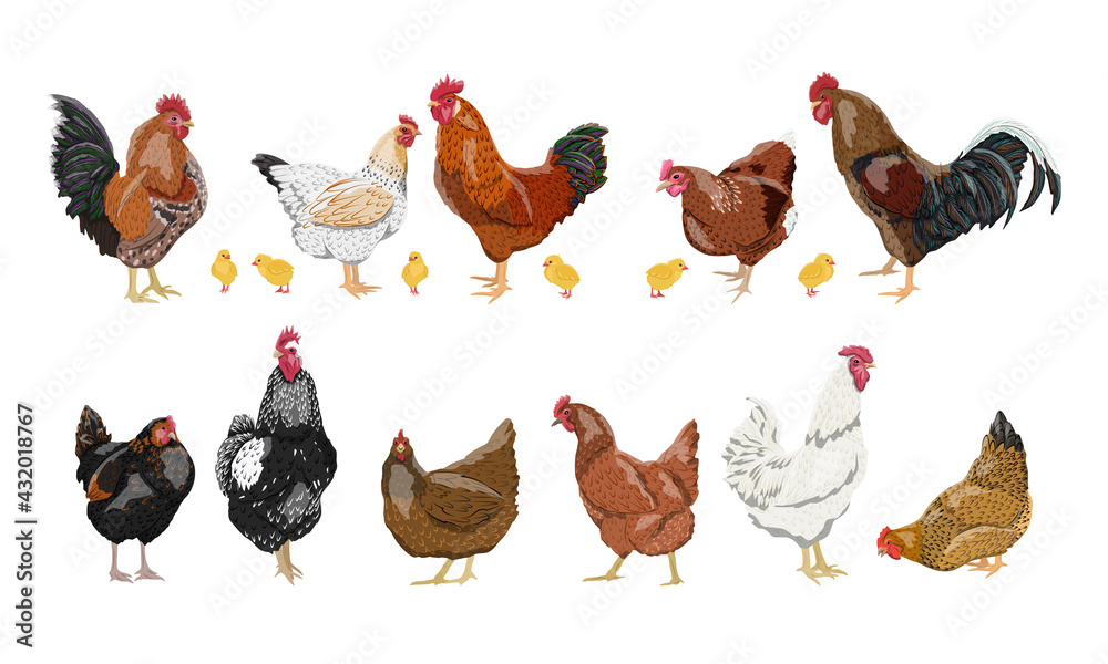 A set of domestic hens, roosters and chickens of different colors and breeds. Realistic domestic vector birds Gallus gallus domesticus.