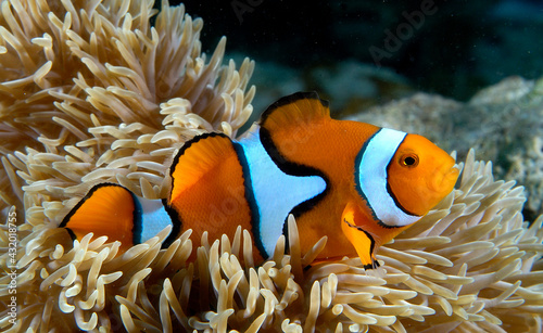 Percula Clownfish in an anemone