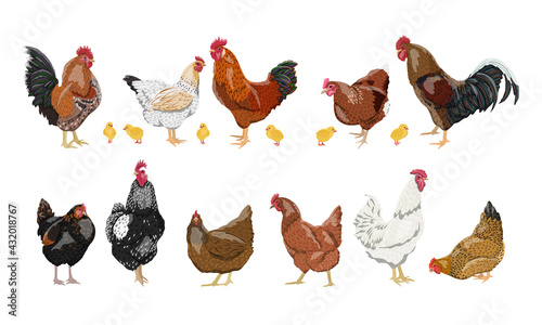 Fotografiet A set of domestic hens, roosters and chickens of different colors and breeds