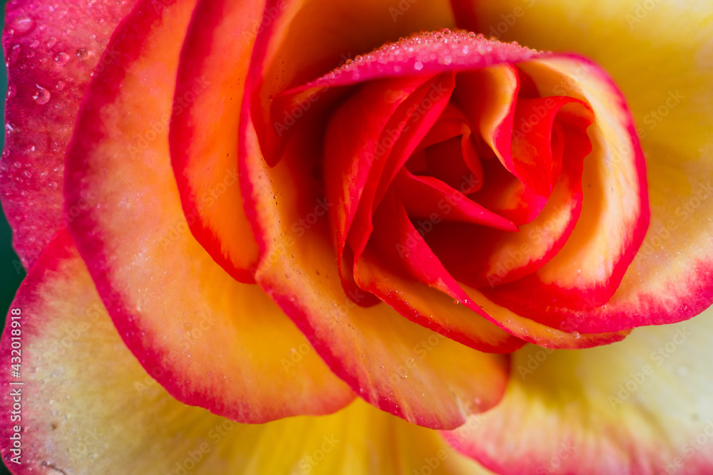 Rose in Butchart Gardens