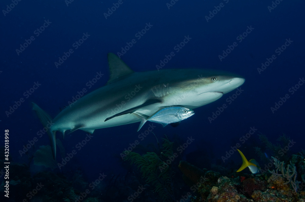 A grey reef shark in Turks & Caicos.