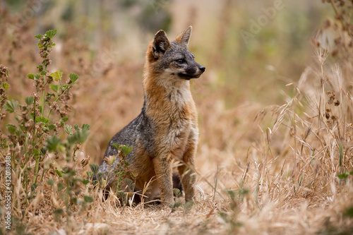 The island fox in the Channel Islands National Park, California, USA.