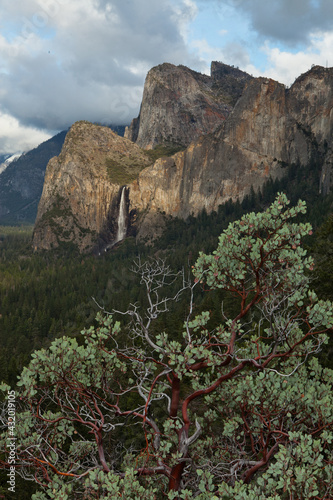 Bridalveil Fall and Manzanita, Yosemite National Park, California photo