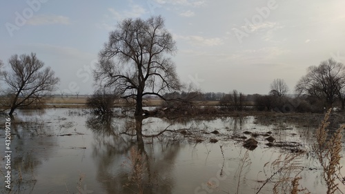 trees,river, water, spring