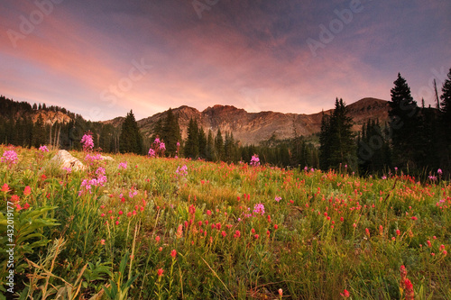 Sunset on Devils Castle and wildflowers in Albion Basin at Alta Ski Resort. photo