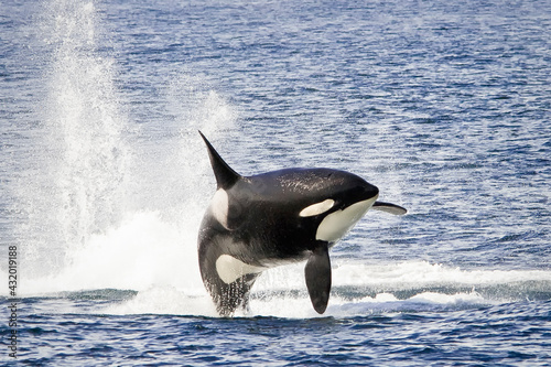 Salish Sea, Washington: A portrait of an Orca breaching. photo
