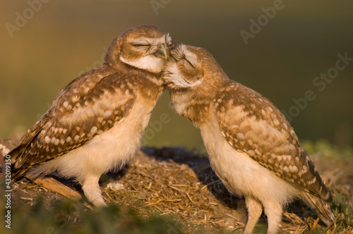Two juvenile burrowing owls preen one another at a golf course in Davis, USA. photo