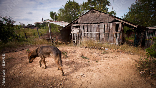 The owners of this land fear a fishing cat has been preying on their puppies in Sam Roi Yod, Thailand.