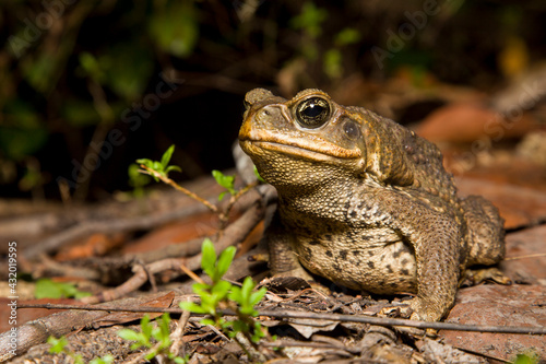 A Cane Toad (Bufo marinus), an invasive species from Central and South America, photographed in south Florida. photo