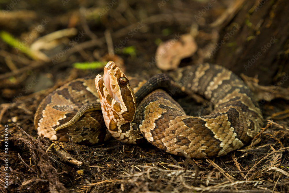 A Water Moccasin (Agkistrodon piscivorus) in a defensive display in Big Cypress National Preserve.