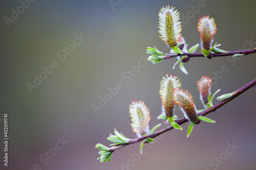 Pussy willow (Salix discolor) catkins in Chugach State Park, Alaska.