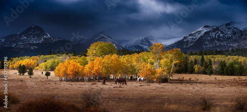 Horses in pasture, Lewis Range, Montana photo