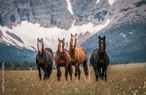 Horses along the Rocky Mountain Front, Montana. photo