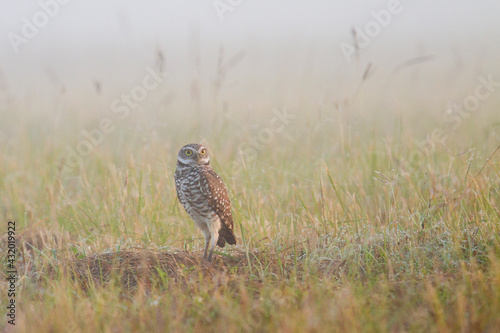 Burrowing owl photographed outside its burrow in Homestead, Florida. photo