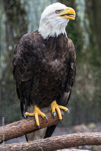 Homosassa Springs State Park, FL: Bald eagles found inside the park photo