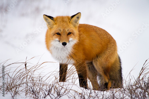 A red fox looks out over a small ridge in Churchill, Manitoba, Canada. photo
