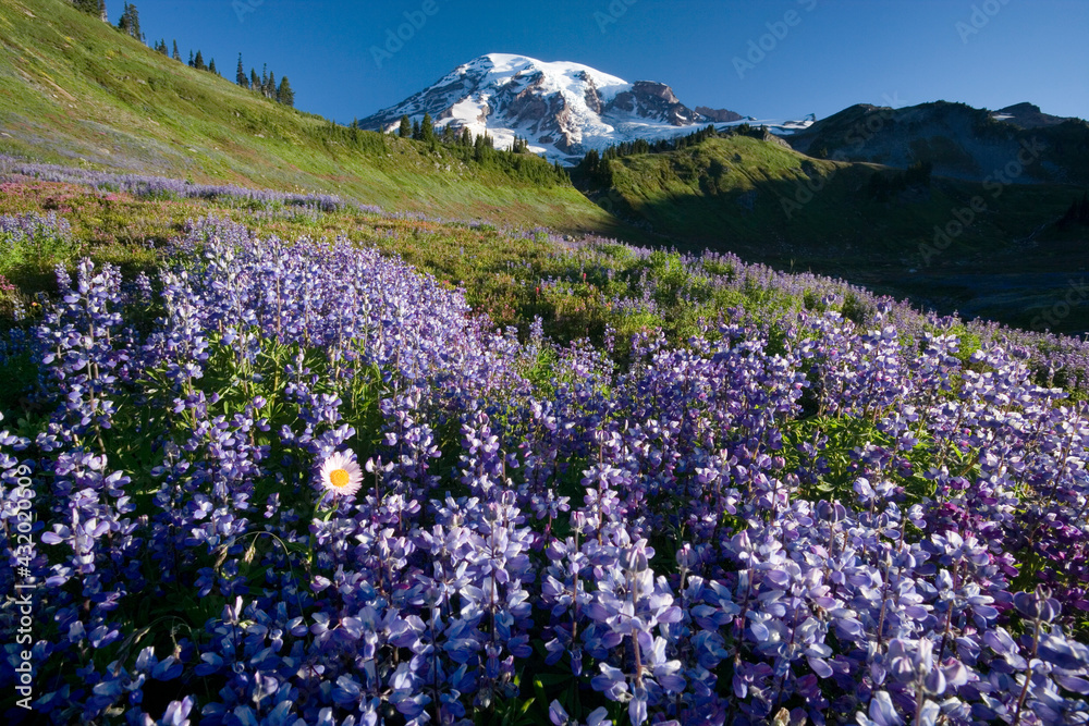 Lupin wildflowers, Paradise Park, Cascade Range, Mount Rainier National Park Lupin wildflowers, Paradise Park, Cascade Range, Mount Rainier National Park
