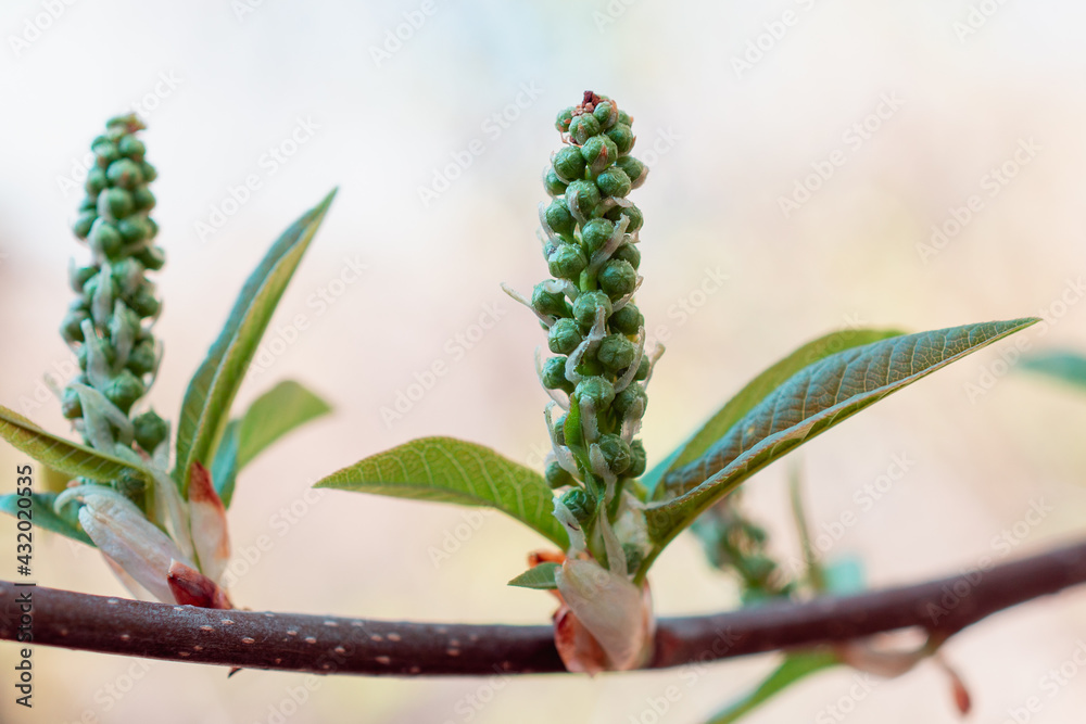 Swollen bird cherry buds with leaves. Swollen bird cherry buds with leaves.