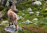 Capra Ibex in natural habitat, Aiguilles Rouges Reservation, France, Europe