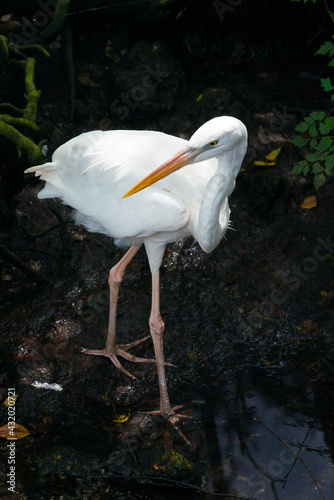 Homosassa Springs State Park, FL: A great Egret fishes in the water