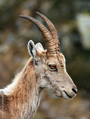 Capra Ibex in natural habitat, Aiguilles Rouges Reservation, France, Europe