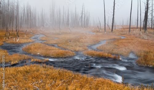 A braided stream flows toward a burned forest in Yellowstone National Park, Wyoming
