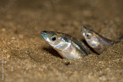 A female California Grunion (Leuresthes tenuis) burrows into the sand to lay her eggs on a southern California beach, with a male nearby. photo