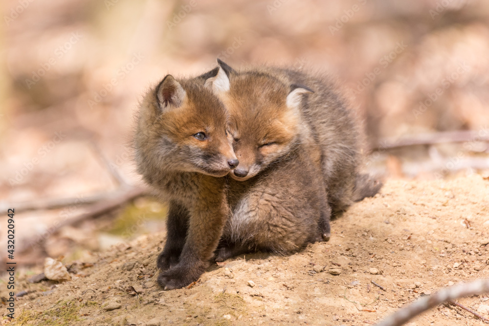 Fototapeta premium Junger Fuchswelpe im Wald