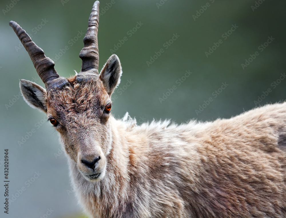 Capra Ibex in natural habitat, Aiguilles Rouges Reservation, France, Europe Capra Ibex in natural habitat, Aiguilles Rouges Reservation, France, Europe