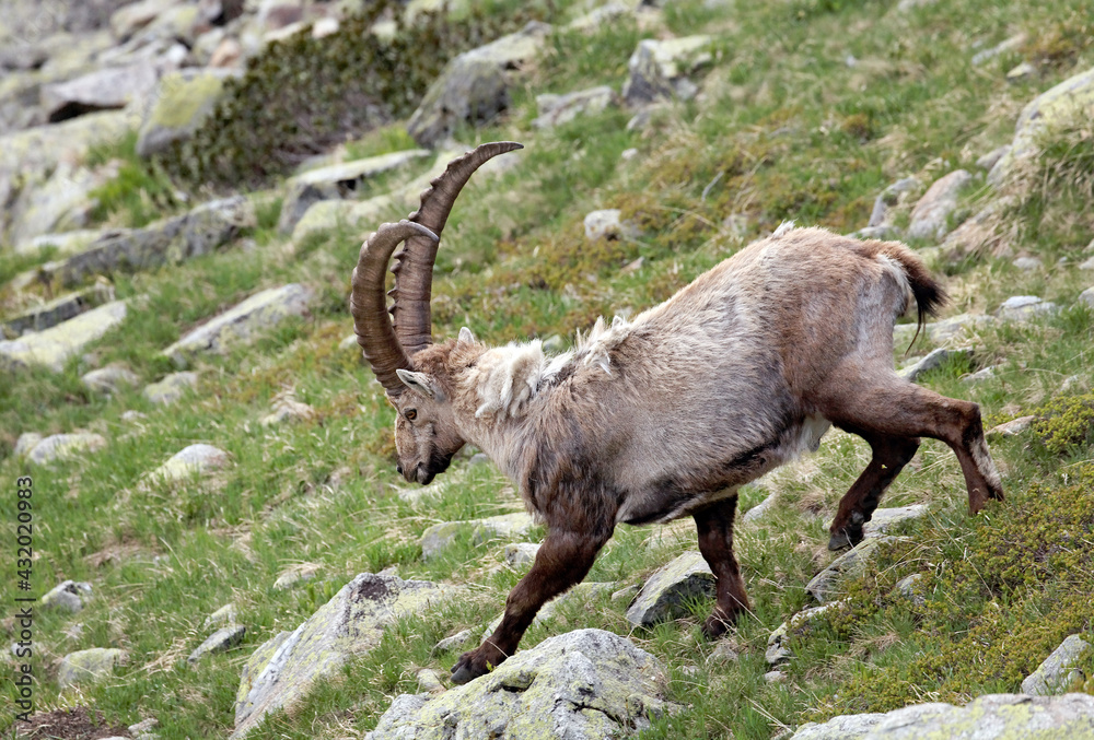 Capra Ibex in natural habitat, Aiguilles Rouges Reservation, France, Europe