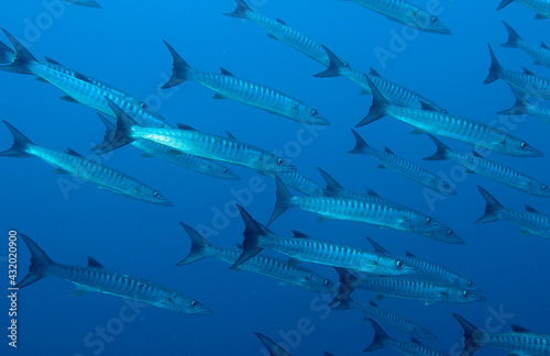 A school of chevron barracuda in the waters of Fiji. photo