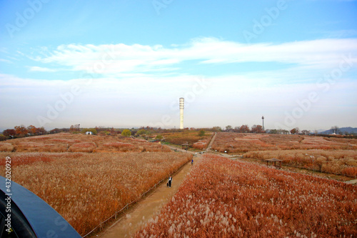 path through the reeds field in haneul park (another name sky park, one of the worldcup park in Seoul) photo