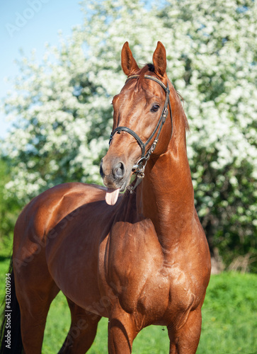 portrait of сhestnut Holstein sportive stallion posing against blossom apple tree. spring time