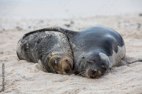 Portrait of two sea lions hugging while sleeping on the beach in the Galapagos Islands, Ecuador