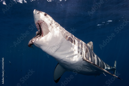 Mexico, Baja California, Pacific Ocean. A great white shark with the mouth open to grab a fish at Guadalupe Island.