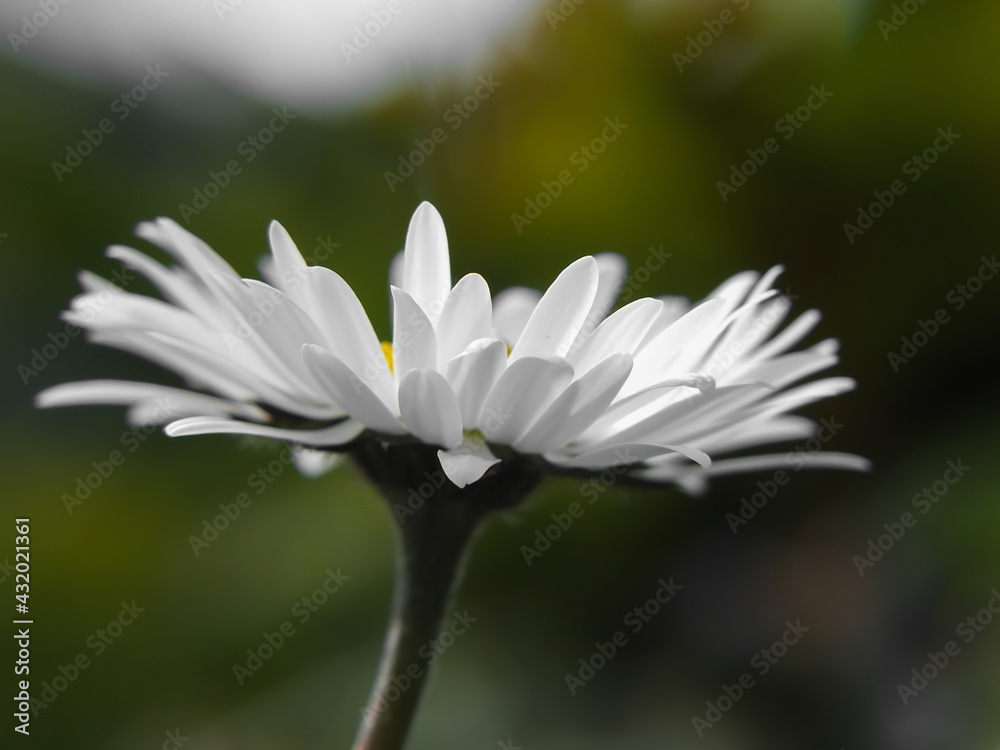 White daisy. White daisy.
