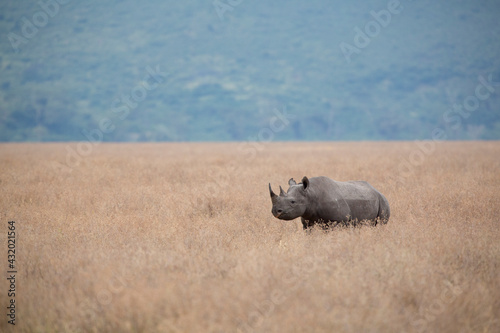 A solitary Black rhinoceros walks through a field of dried grass in the Ngorongoro Crater. photo