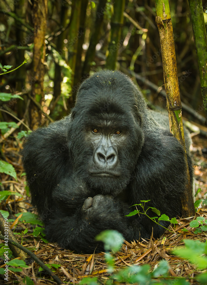 A silverback gorilla rests on the forest floor taking in his surrounds. A silverback gorilla rests on the forest floor taking in his surrounds.