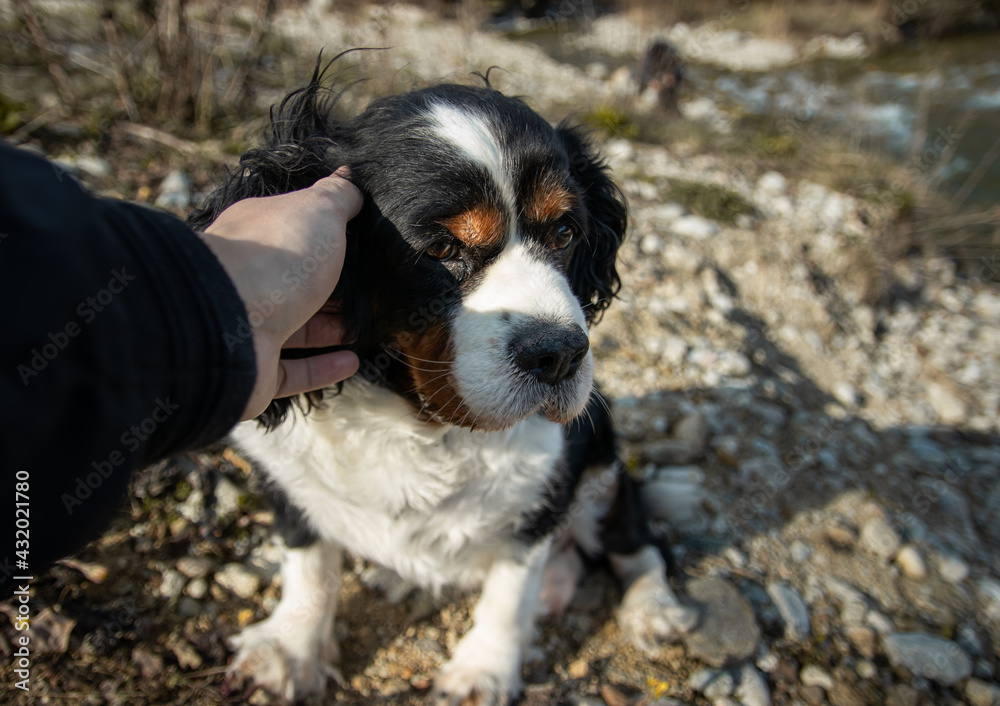 Dog getting pet by human hand Dog getting pet by human hand