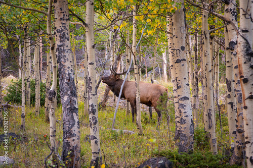 Elk Call. A bull elk calls to its harem of females near Bear Lake in Rocky Mountain National Park.