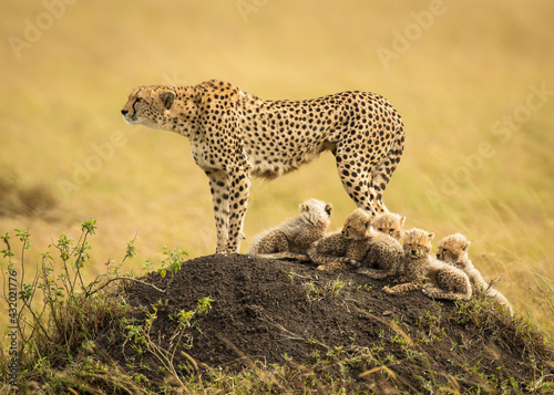 A cheetah mother catches sight of a lion on the distant horizon, one her deadliest enemies, in the Masai Mara, Kenya.