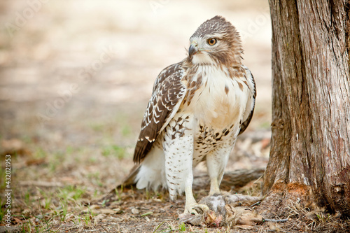 close up of red tailed hawk with squirrel kill in Texas photo
