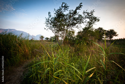Grasses and trees frame a view of the fish ponds frequented by hungry fishing cats. photo
