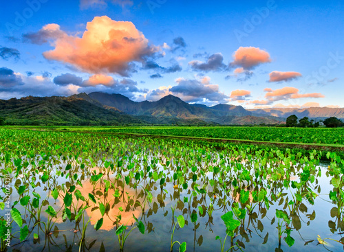 Hanalei National Wildlife Refuge, Kauai: Sunrise reflected on flooded taro fields.