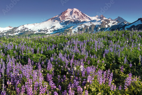 Skyline Divide Trail, Snoqualmie National Forest, North Cascades National Park, Washington State, USA photo