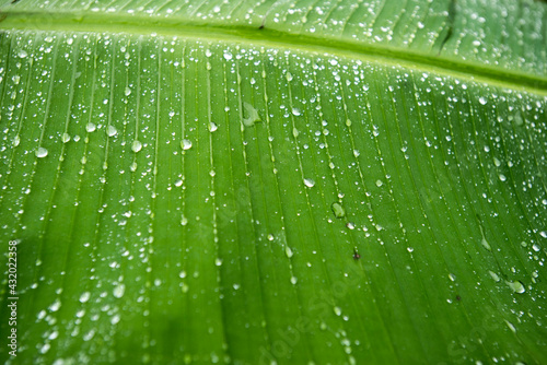 Water droplets rest on a banana leaf after a downpour on Little Corn Island in Nicaragua.