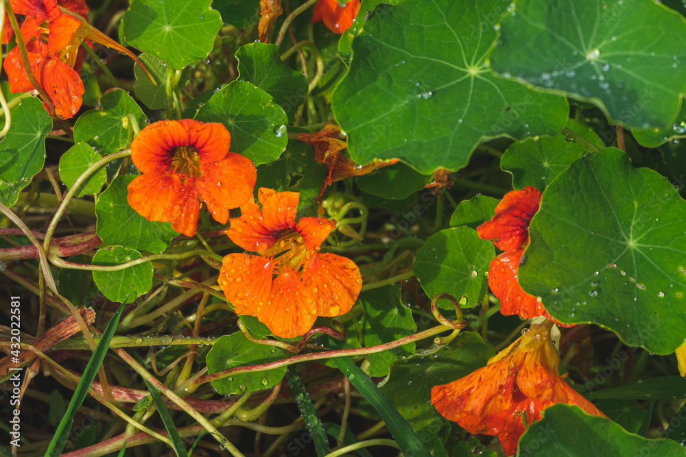 flor naranja espuelas de galán 