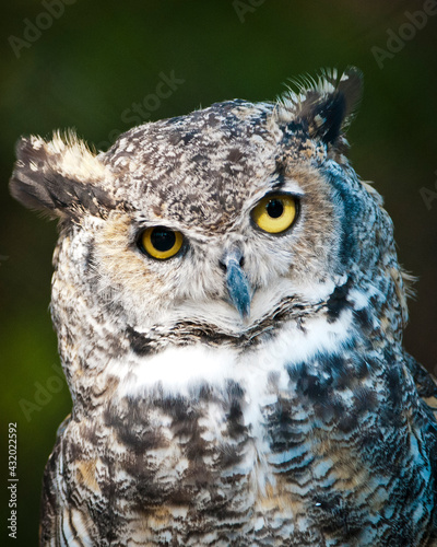 A Great Horned Owl, Bubo virginianus, at the center in West Yellowstone, Montana