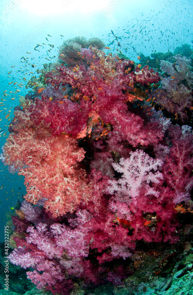 Fiji reef scene with soft corals, and schools of anthias. Fiji reef scene with soft corals, and schools of anthias.
